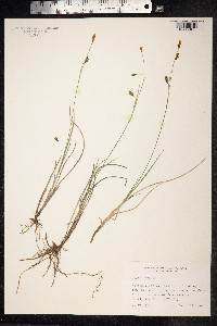 Carex laxa image