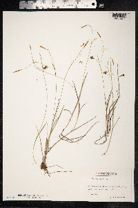 Carex laxa image