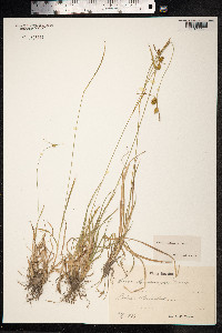 Carex viridula var. elatior image