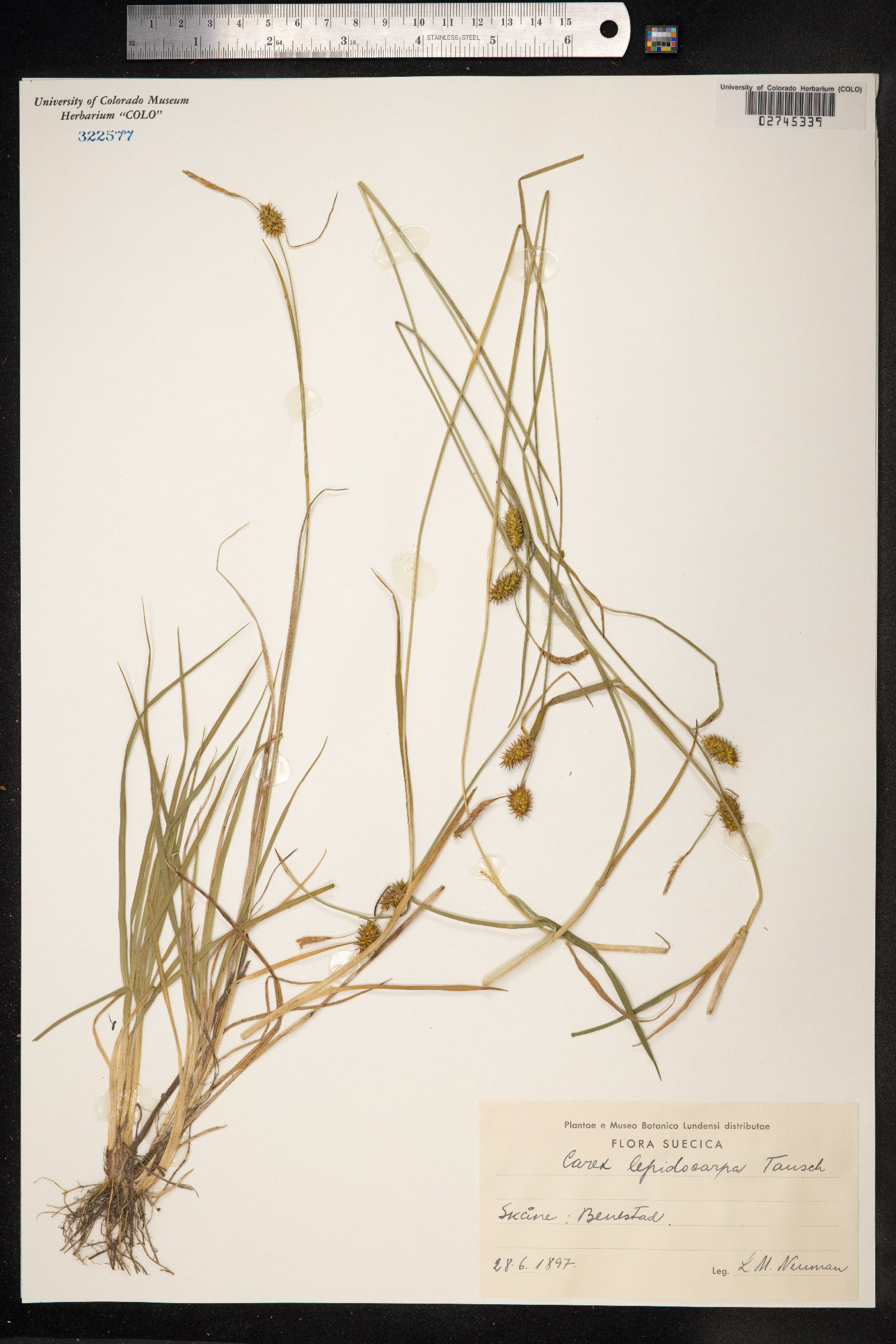Carex viridula var. elatior image
