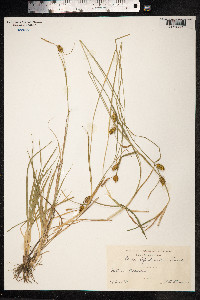 Carex viridula var. elatior image