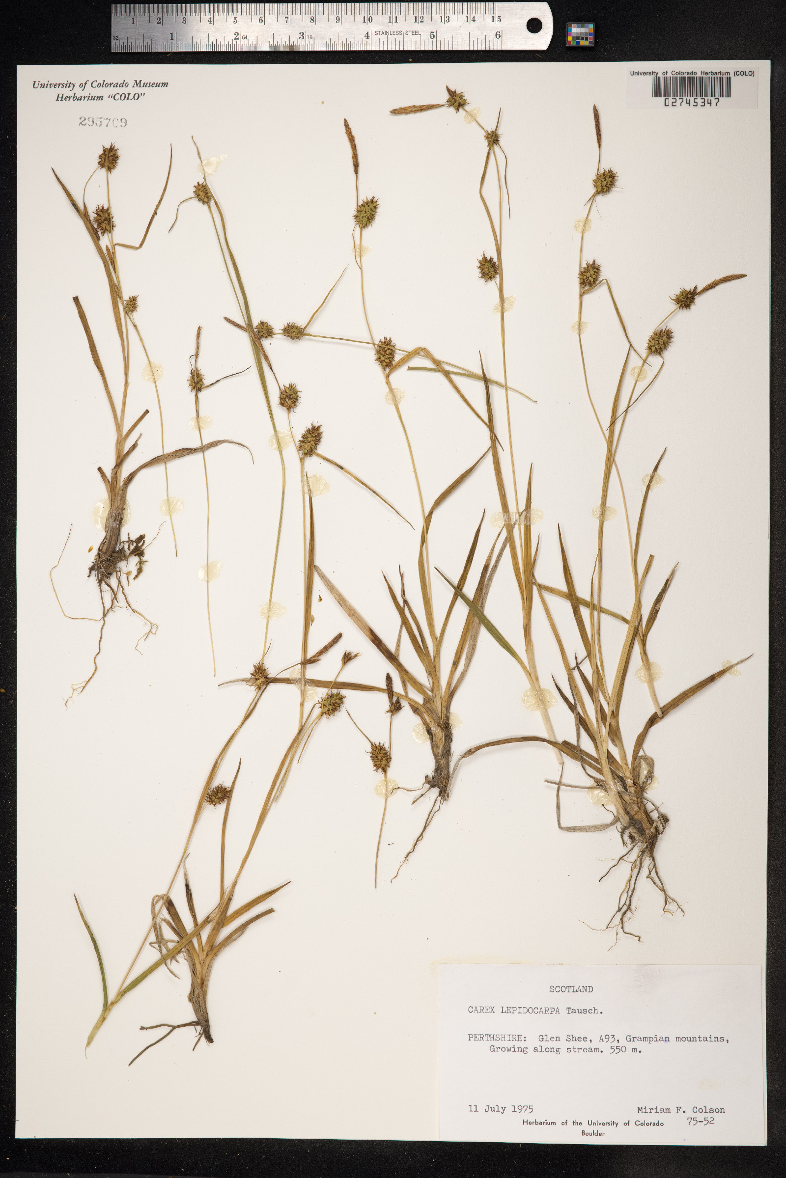 Carex viridula var. elatior image