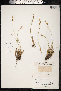 Carex viridula var. elatior image