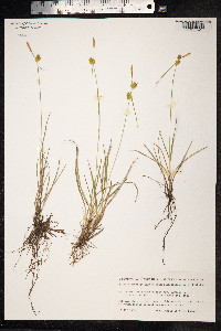 Carex viridula var. elatior image