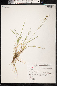 Carex viridula var. elatior image