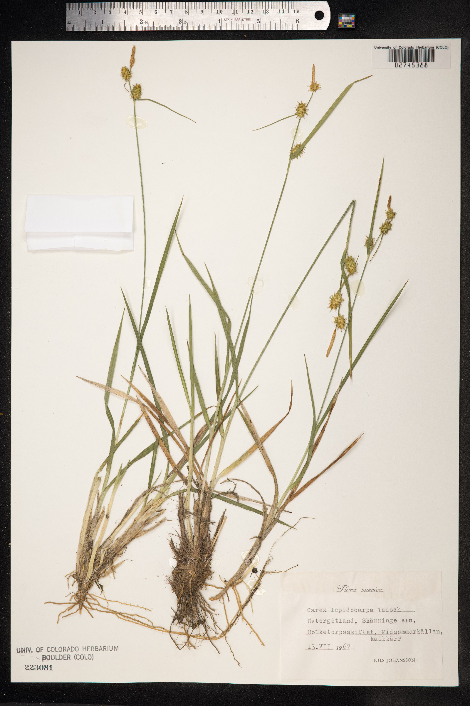 Carex viridula var. elatior image