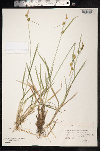 Carex viridula var. elatior image