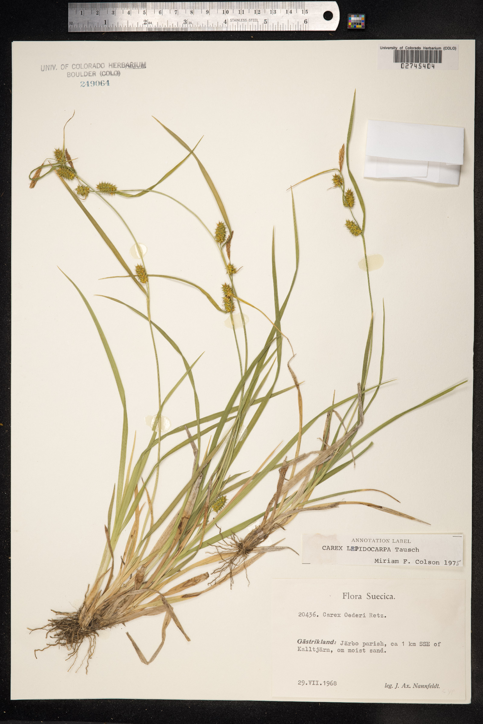 Carex viridula var. elatior image