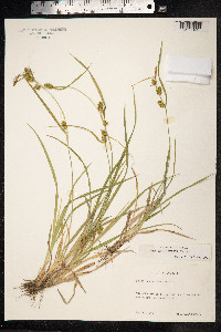 Carex viridula var. elatior image