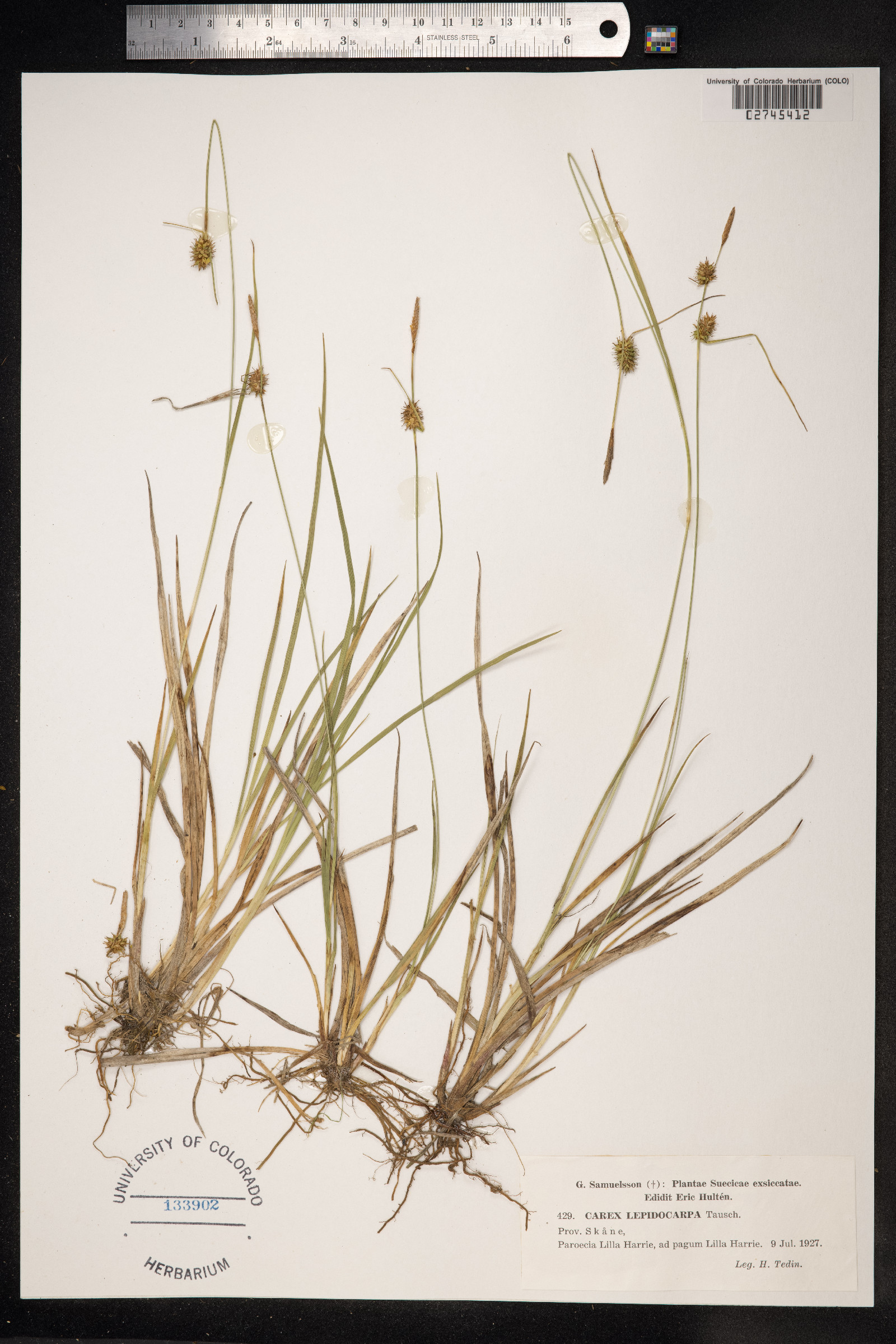 Carex viridula var. elatior image