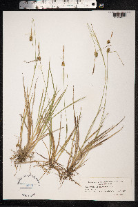 Carex viridula var. elatior image