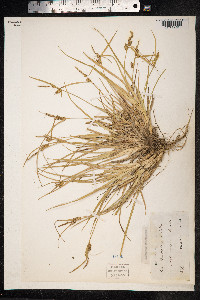 Carex viridula var. elatior image