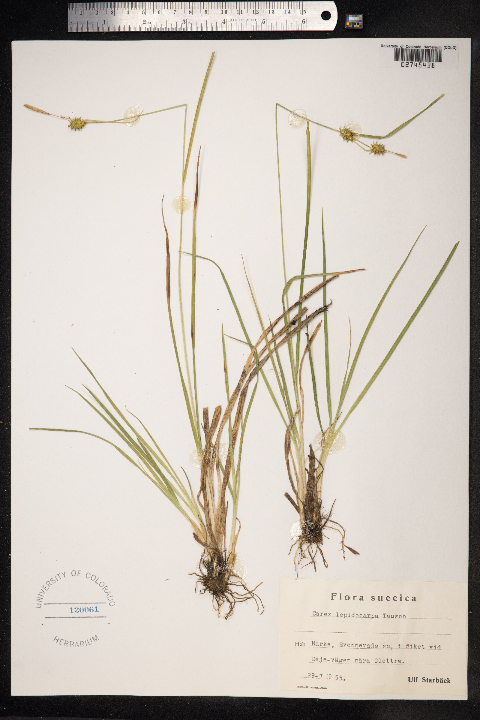 Carex viridula var. elatior image