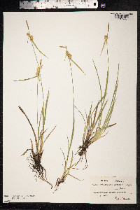 Carex viridula var. elatior image