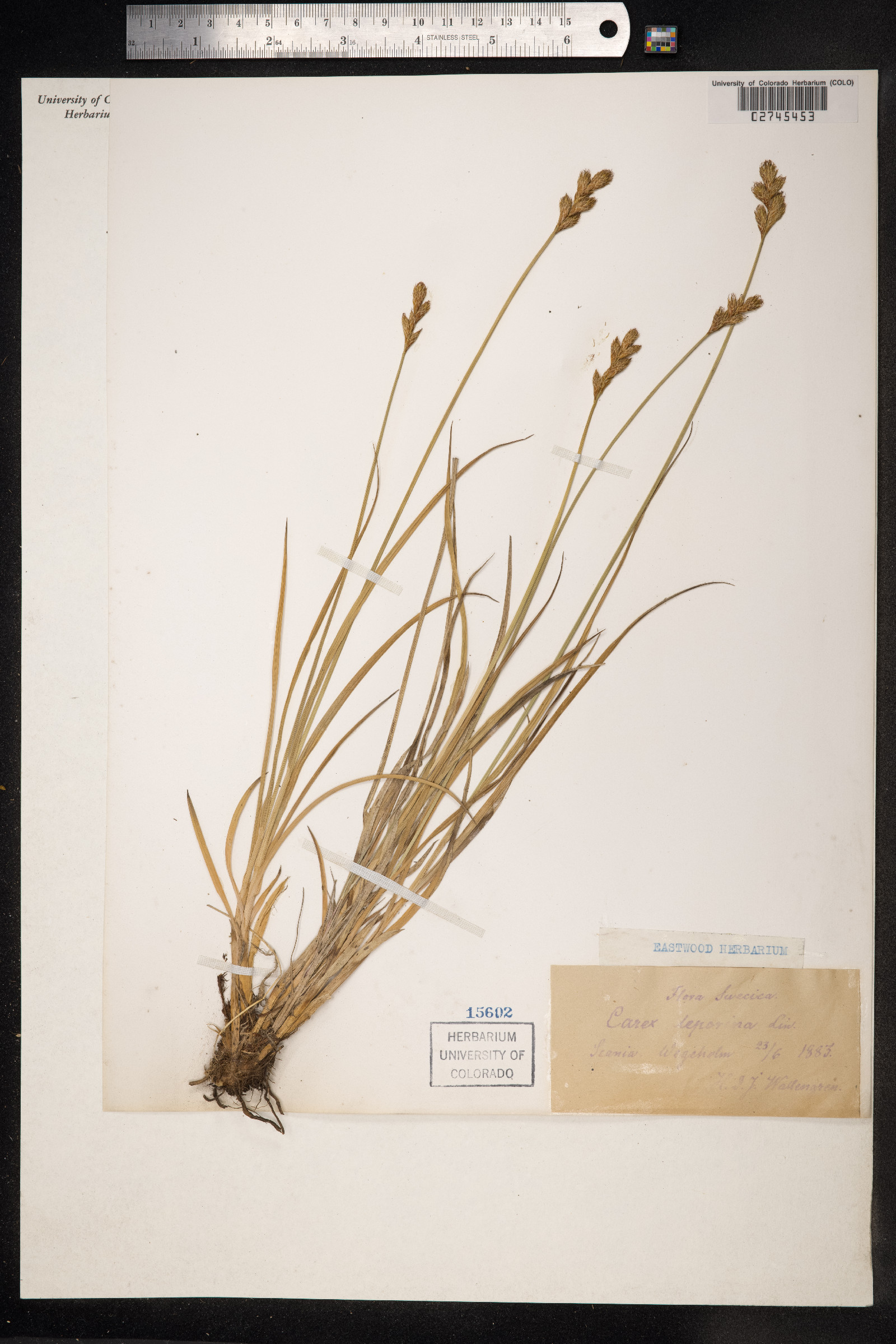 Carex ovalis image