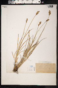 Carex ovalis image