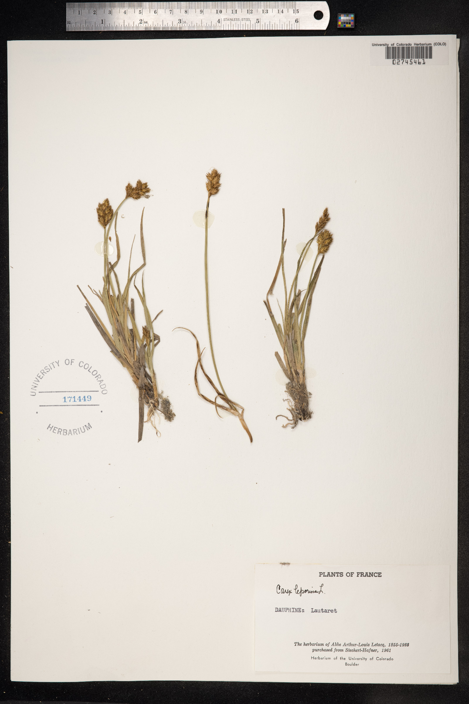 Carex ovalis image