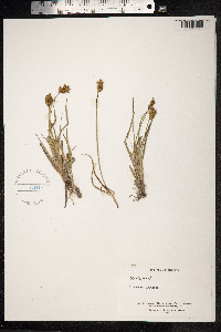 Carex ovalis image