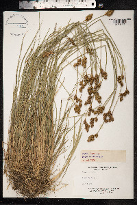 Carex ovalis image