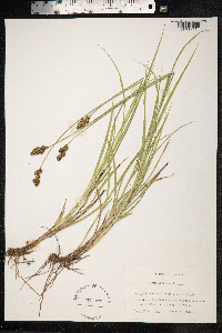 Carex ovalis image