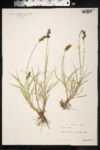Carex ovalis image