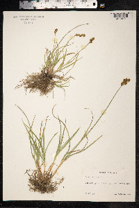 Carex ovalis image