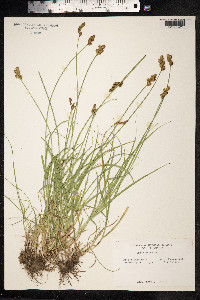 Carex ovalis image