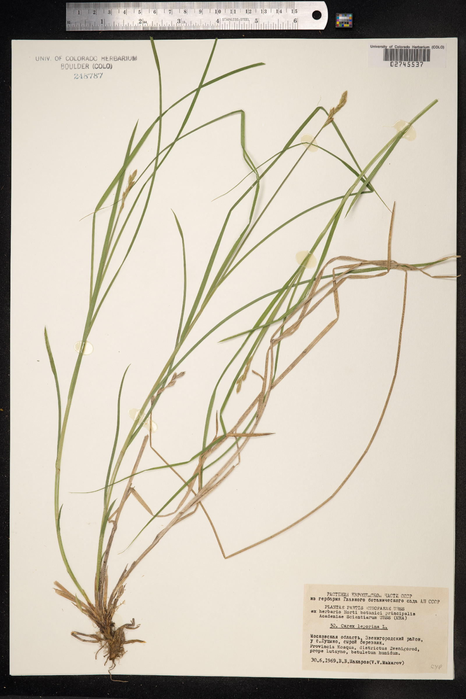 Carex ovalis image