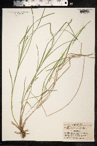 Carex ovalis image