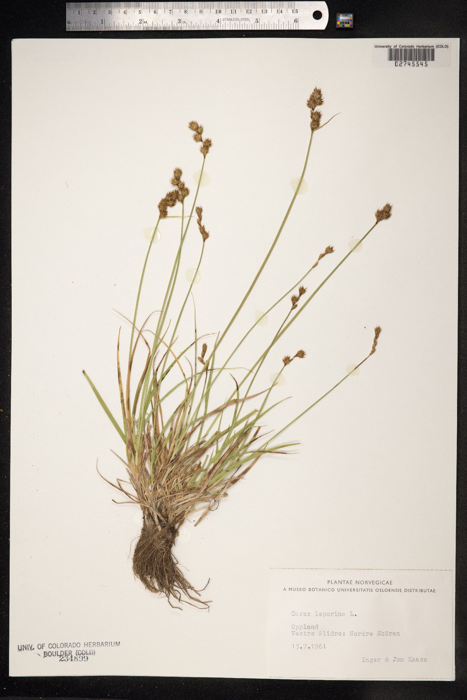 Carex ovalis image