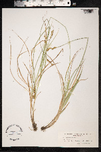 Carex ovalis image