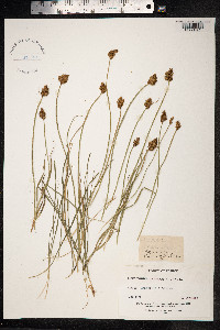 Carex ovalis image