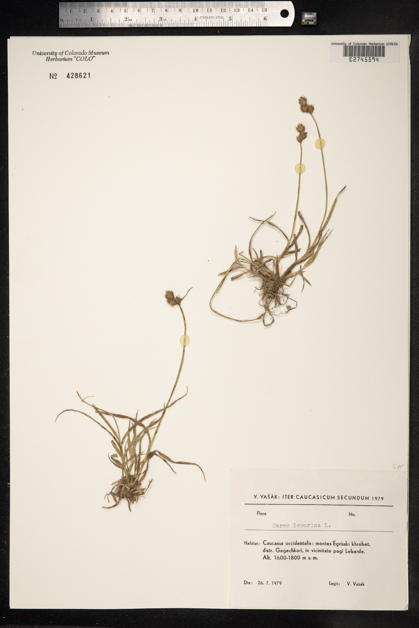 Carex ovalis image