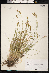 Carex ovalis image