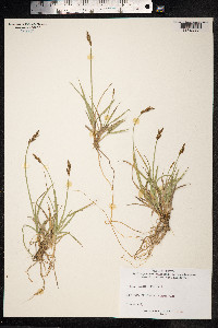Carex ovalis image