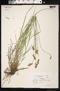 Carex ovalis image