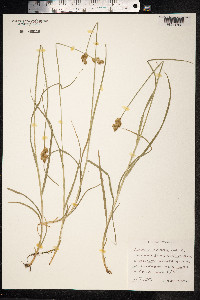Carex ovalis image