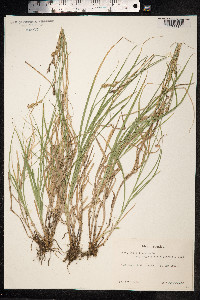 Carex ovalis image
