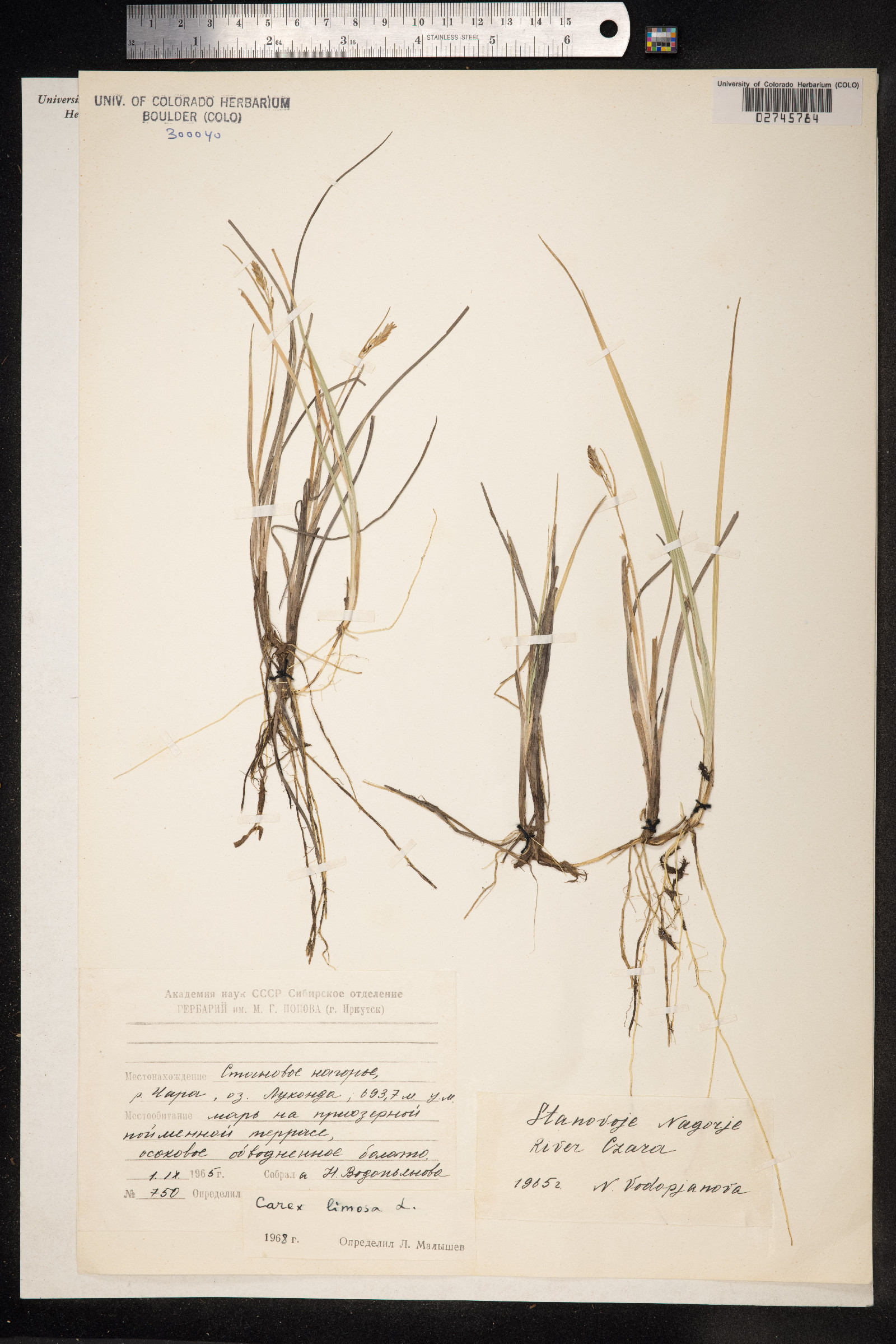 Carex limosa image