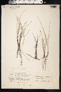 Carex limosa image