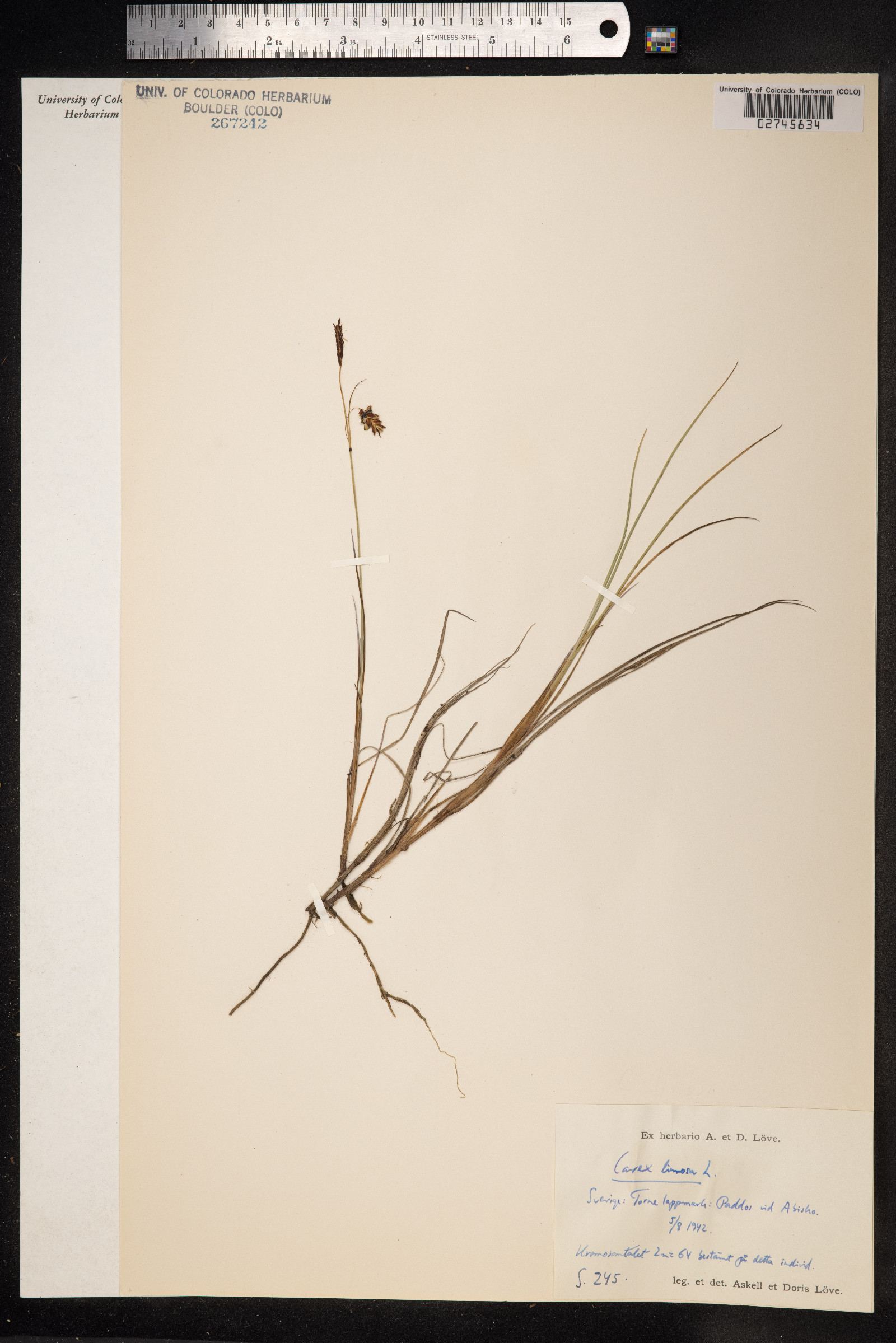 Carex limosa image