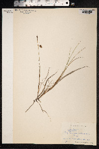Carex limosa image