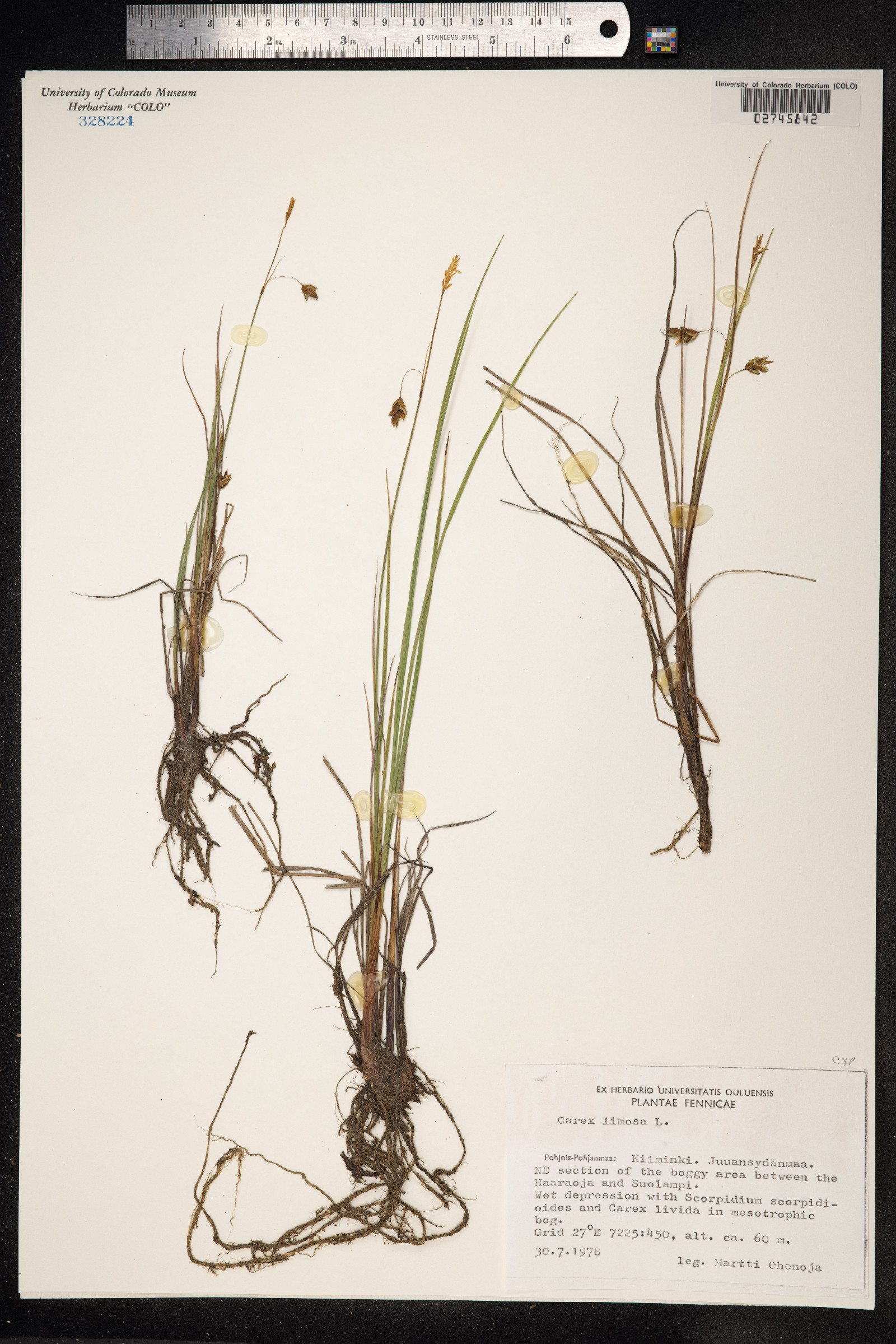 Carex limosa image