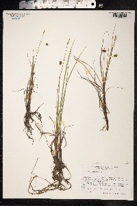 Carex limosa image