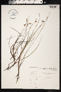 Carex limosa image