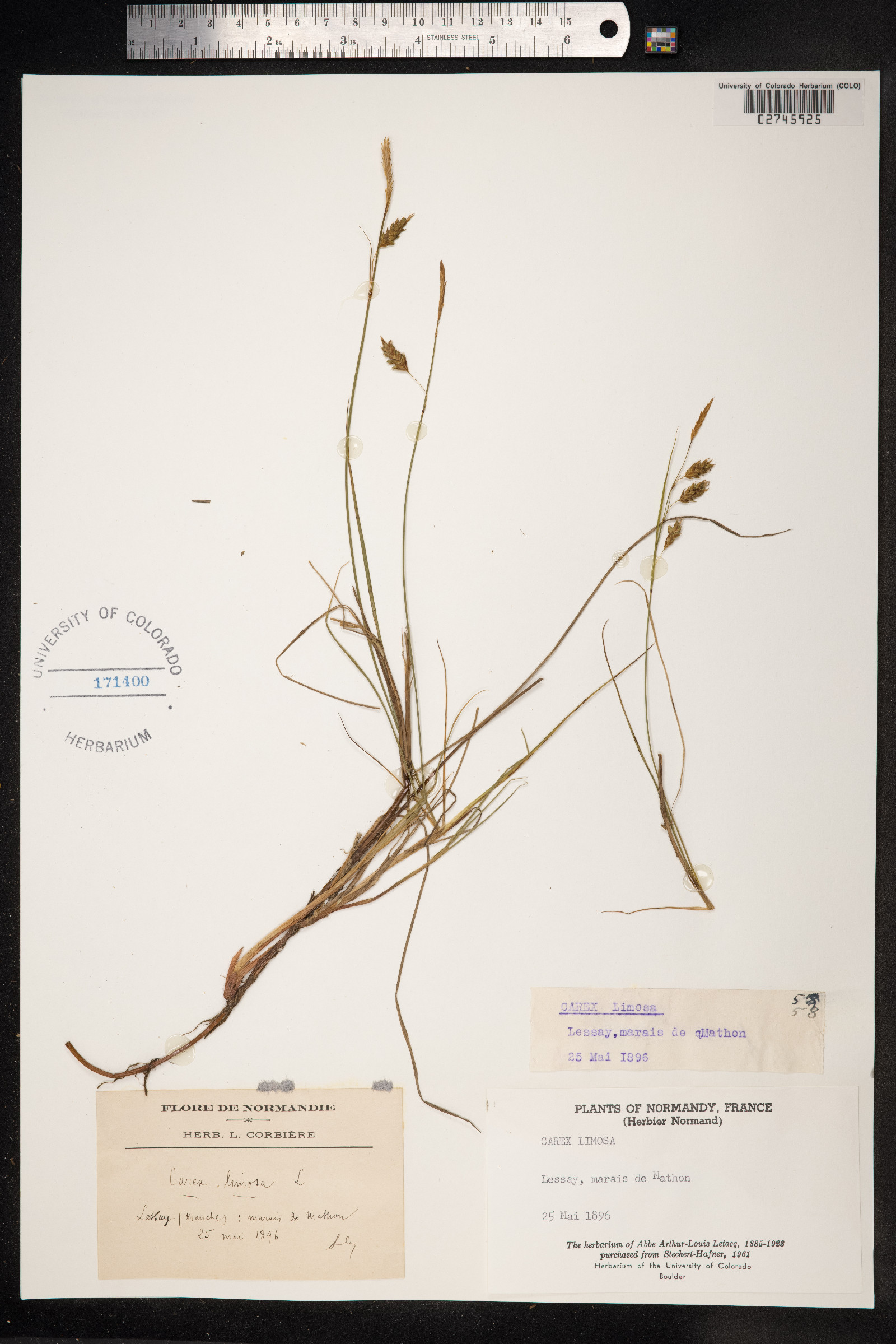 Carex limosa image