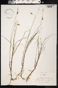 Carex limosa image