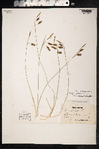 Carex limosa image