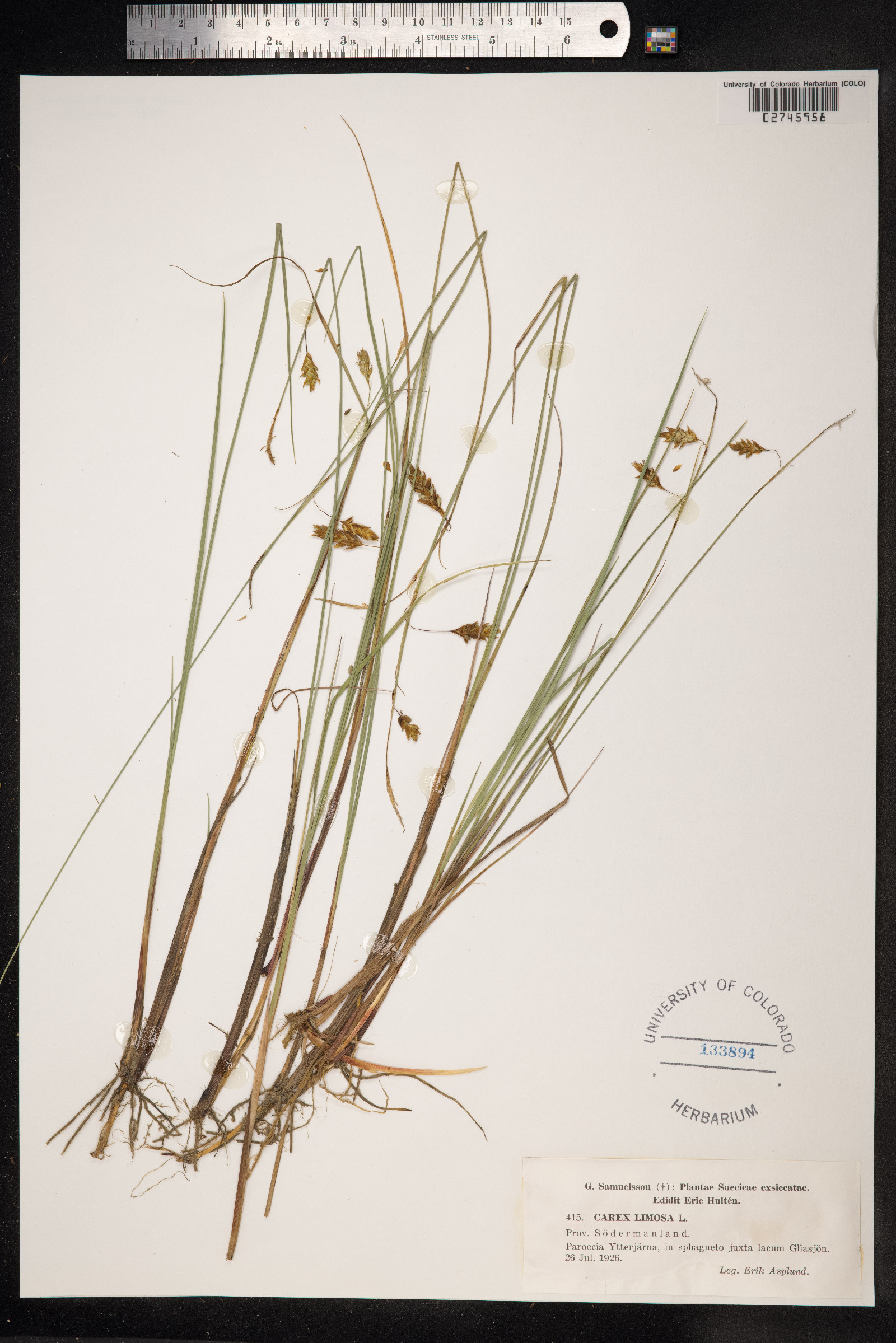 Carex limosa image
