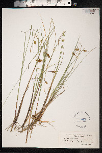 Carex limosa image